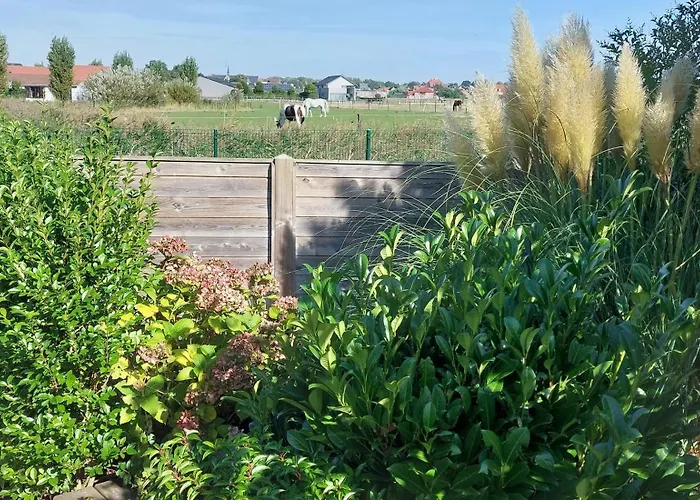 Zeepolder I 45 Le Coq